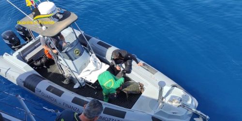 Tartaruga in difficoltà nelle acque vibonesi, recuperata e portata in salvo