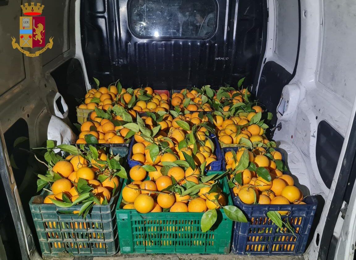 Corigliano Rossano, rubano dieci quintali di arance: arrestati padre e figlio