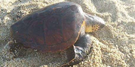 Un Caretta Caretta depone uova su spiaggia Monasterace