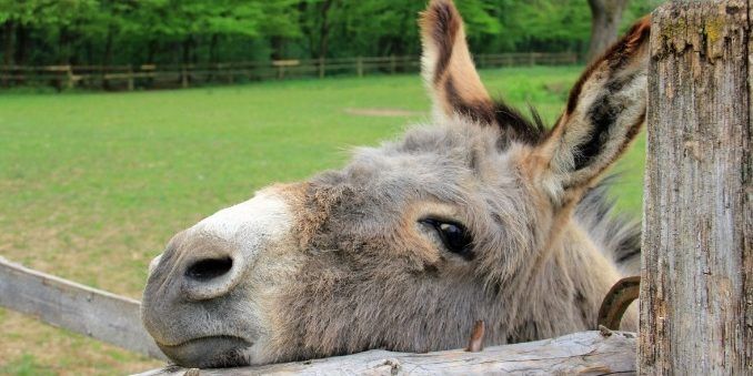 «Un “asino”, per la Calabria»