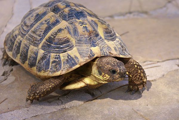 Tentano di vendere due testuggini a rischio estinzione nel Vibonese, denunciati