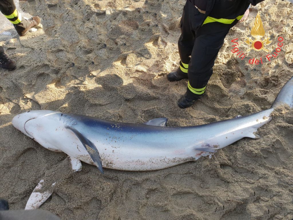 Squalo salvato su una spiaggia nel Catanzarese