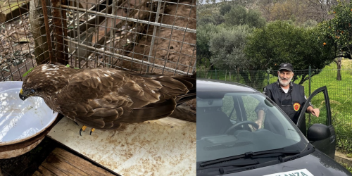 Salvata nella Locride una poiana ferita: affidata alle cure del Cras