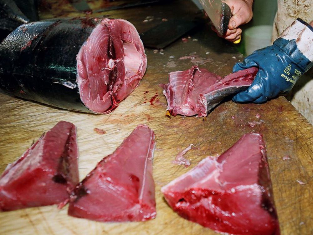 Sequestrati oltre tre quintali di tonno rosso