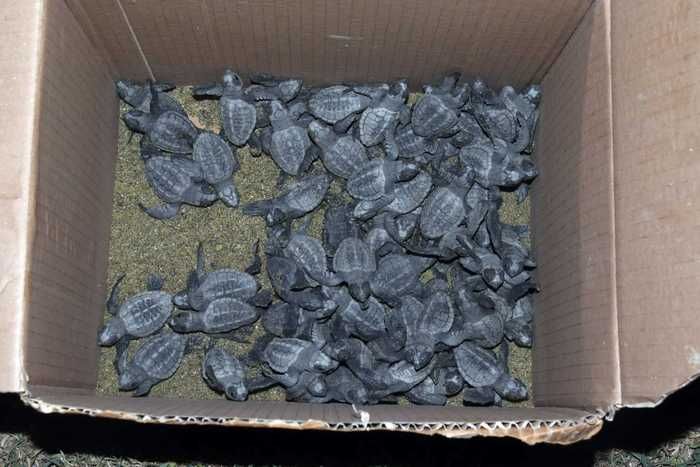 Nuova schiusa di tartarughine ai Laghi di Sibari: salvati 69 esemplari