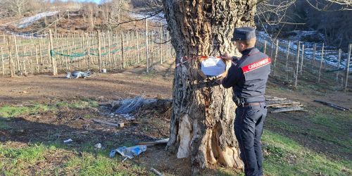 Tagli abusivi di alberi nei boschi della presila: denunciate due persone