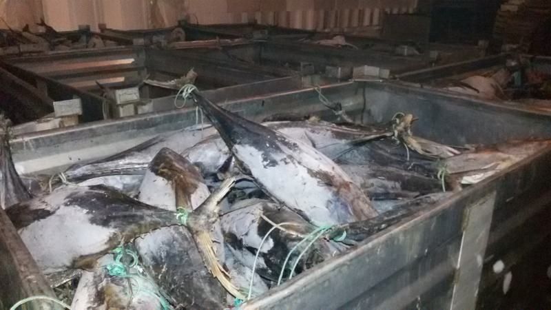 Vibo, sequestrate 2 tonnellate di tonno avariato