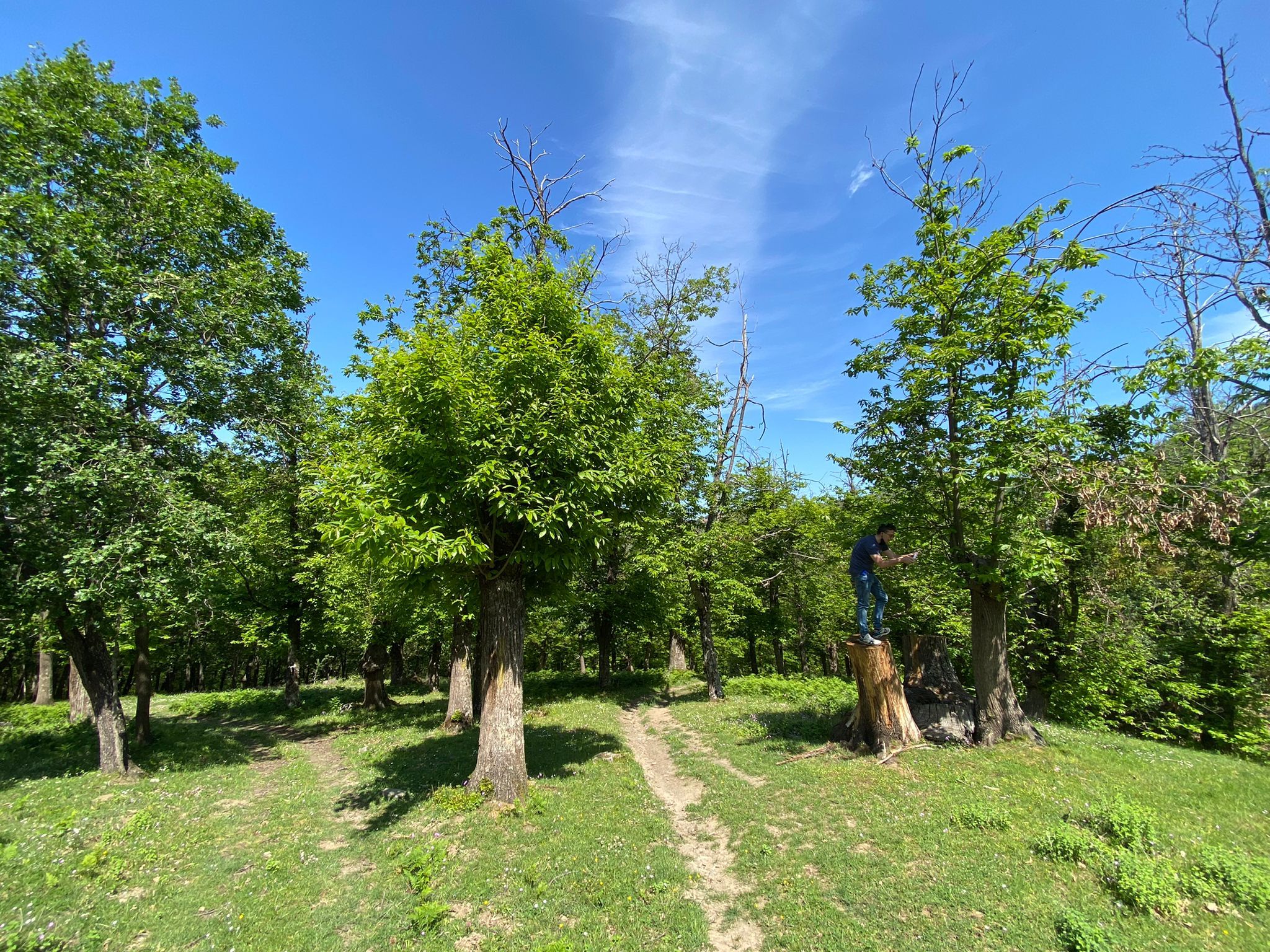 Casali del Manco, al via il piano di tutela dei castagneti