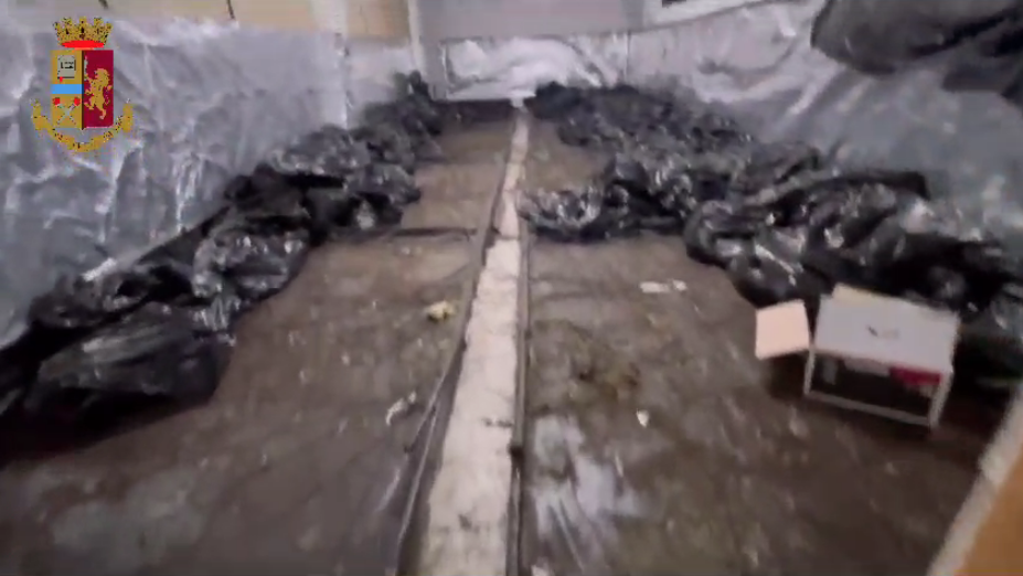 Scoperto un narco-laboratorio a Luzzi, sequestrati 250 chili di marijuana – FOTO E VIDEO