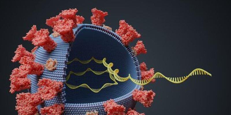 Crescita del 12% dei casi e l’arrivo della variante: ecco l’ultima “fotografia” del Covid 19 in Calabria