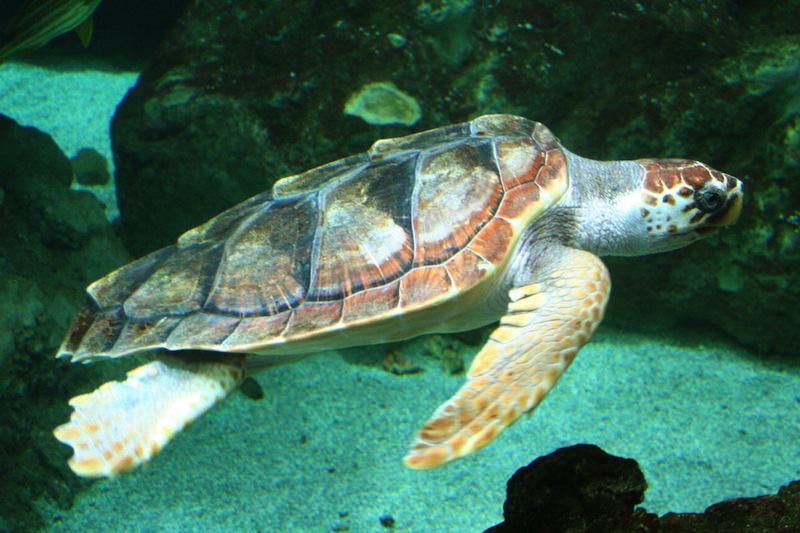 Tartaruga “Caretta caretta” liberata in mare dopo le cure