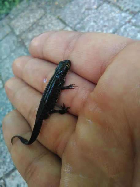 Parco del Pollino, individuato un rarissimo tritone crestato "calabrese"