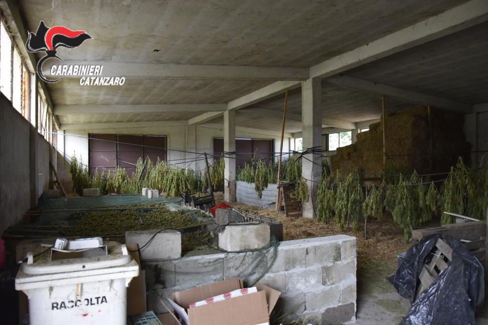 Beccati mentre producevano droga, sgominata organizzazione nel Lametino