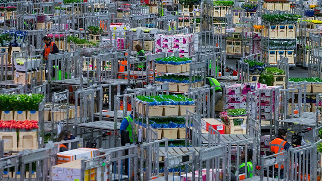 Le rotte olandesi della coca controllate dalla ‘ndrangheta