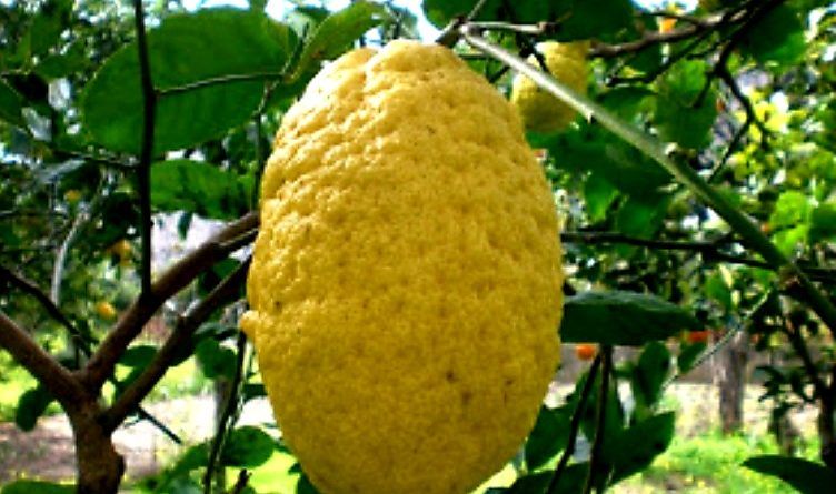 Il cedro di Calabria verso il riconoscimento della Dop