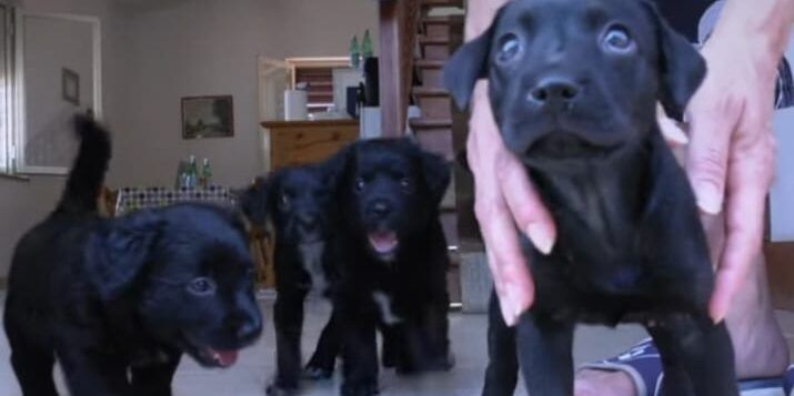 Cinque cuccioli abbandonati per strada a Bova Marina: multato il proprietario, denunciato il sindaco