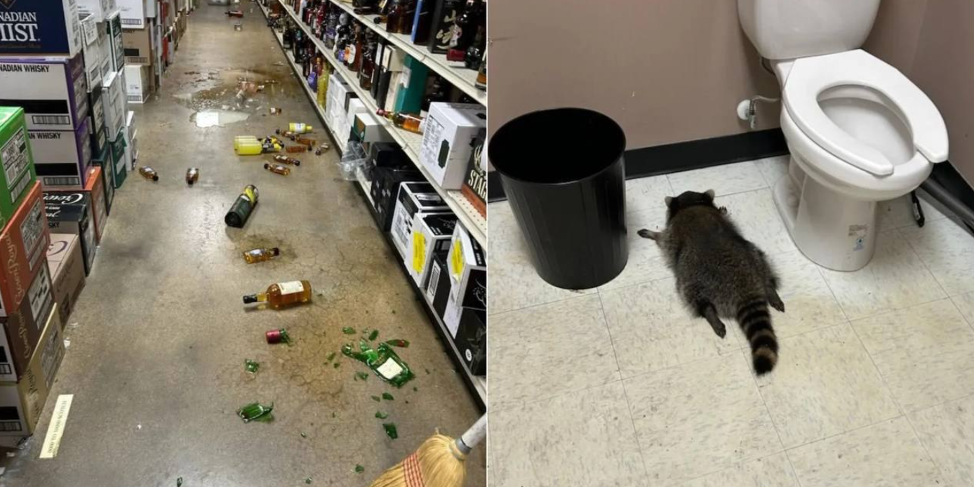 Procione in un negozio di liquori, trovato sbronzo nel bagno