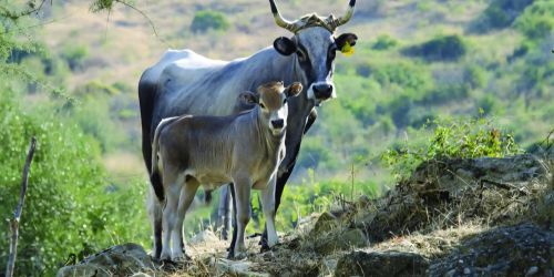 Carne podolica, sfida Dop per valorizzare un'eccellenza calabrese
