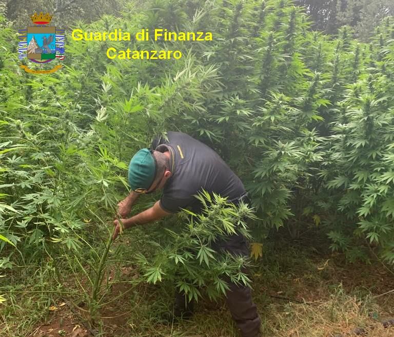 Sequestrate tre piantagioni di canapa nel Lametino. Avrebbero fruttato un milione di euro – FOTO E VIDEO