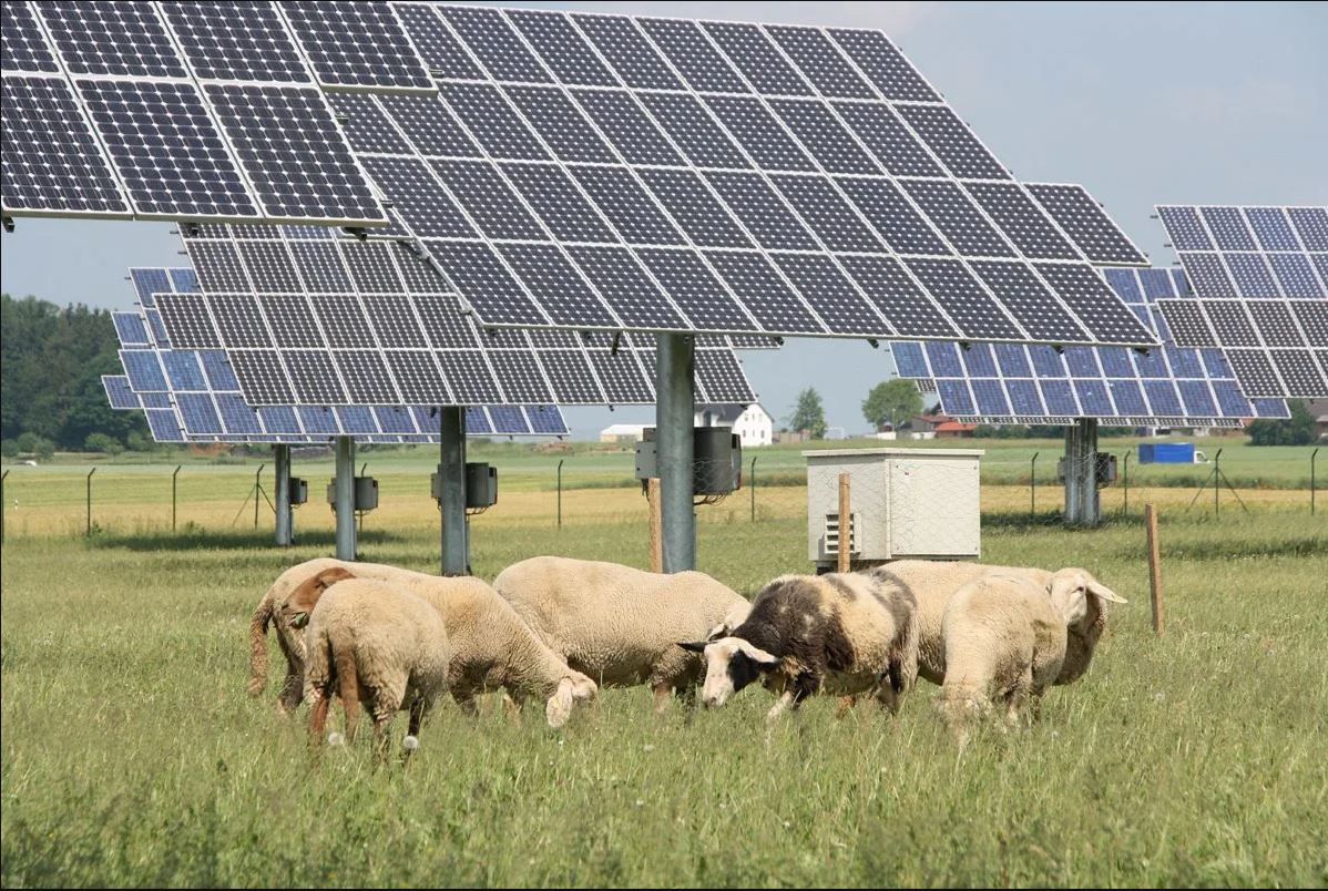 Fotovoltaico in agricoltura, dal Pnrr pioggia di soldi anche per la Calabria