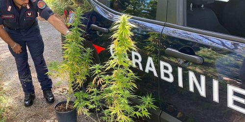 carabinieri-cannabis