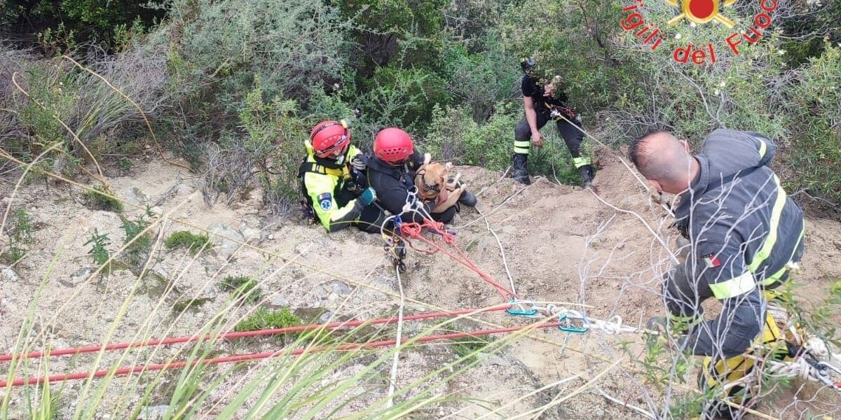 Cucciolo di cane cade in un dirupo, recuperato dai vigili del fuoco dopo 5 ore di lavoro