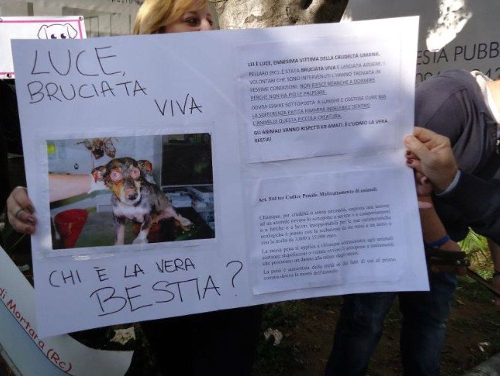 Cane bruciato vivo, la Lega per i diritti degli animali:  «Chi ha visto qualcosa parli»