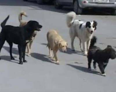 Randagismo, l'Enpa: «Business e collusioni con la malavita»