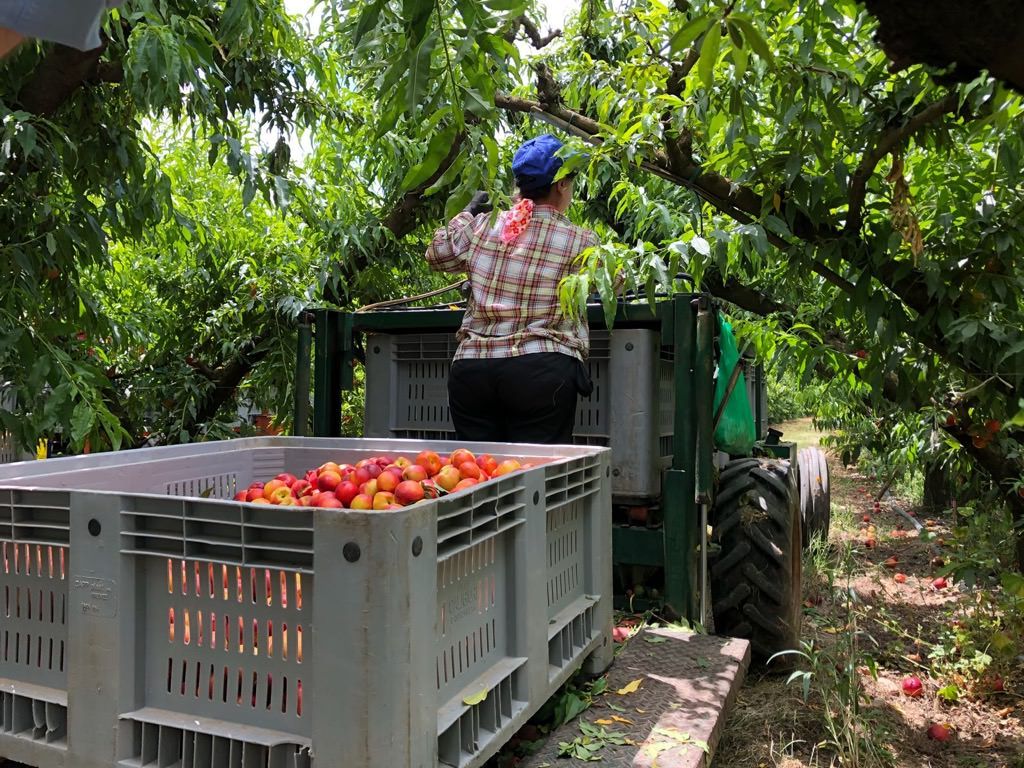 «La (buona) agricoltura può cambiare la Calabria»