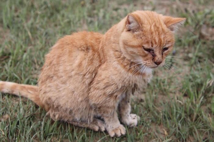 Il coraggio di Mimma, l’anziana gattina sopravvissuta a due alluvioni