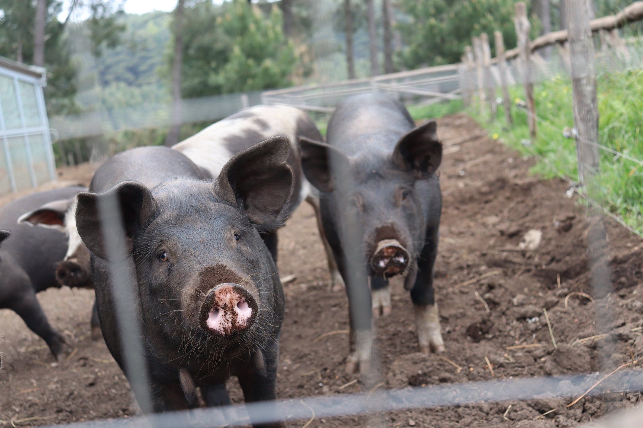 Modafferi: «Ad Africo riscontrati diversi casi di peste suina africana. Preoccupato per gli allevatori»