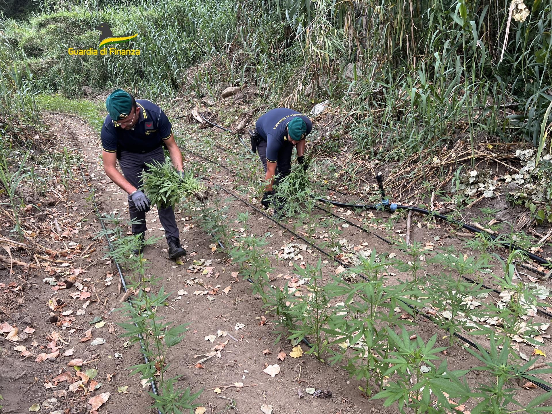 Sequestrata una maxi piantagione di canapa a Vibo. Avrebbe reso oltre un milione di euro