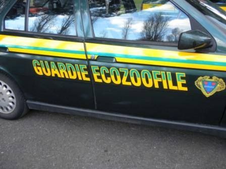 Nascondeva in casa 9 tartarughe protette, denunciato un 30enne