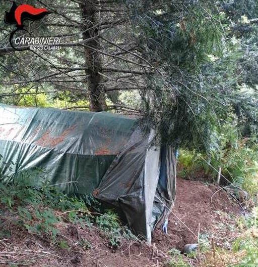 Scilla, scoperte 800 piante di canapa e impianto per l'essiccazione