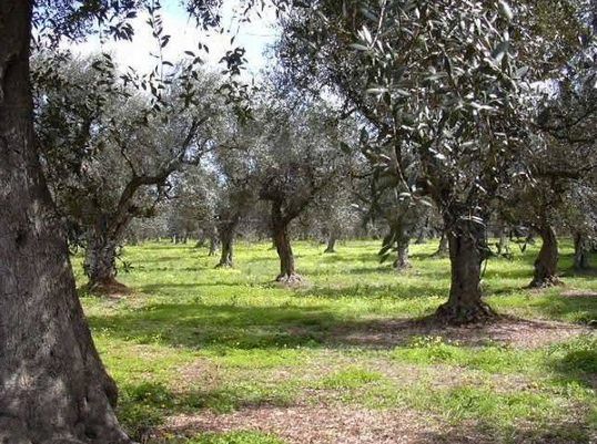 Intimidazione alla Valle del Marro, vigilanza intensificata