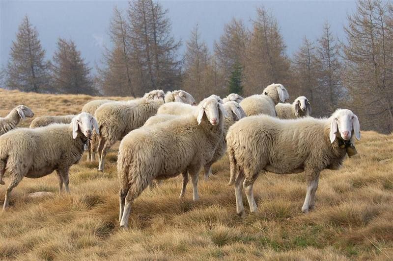 Furto di 150 capi di bestiame nel Vibonese