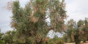 Xylella, Santoianni: «Farò di tutto per fermare il focolaio di Taurianova»