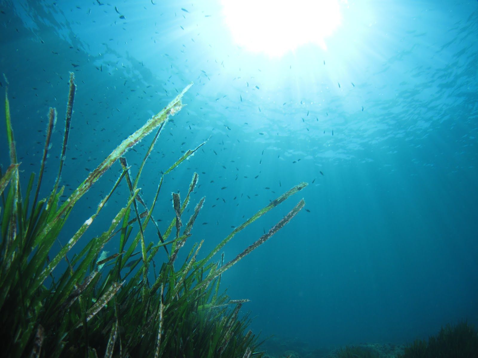 Qualità del mare, la ricerca Arpacal-Ispra finisce su Mdpi Journal