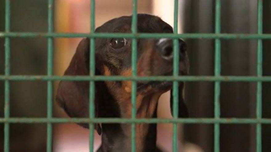 Food raising per i cuccioli di Crotone e Vibo Valentia