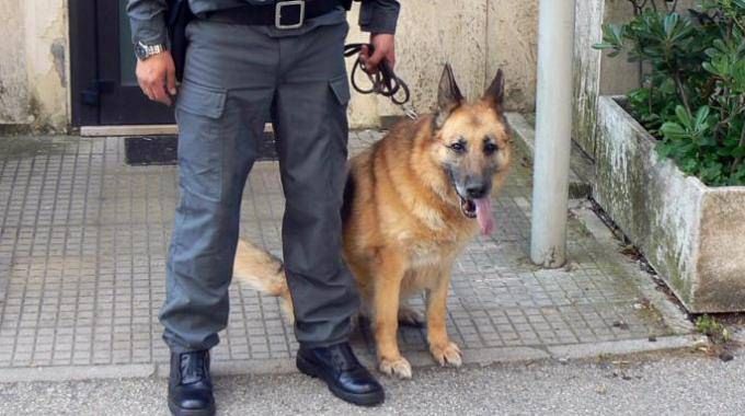 Hashish al posto del gel, denunciato un turista