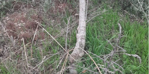 intimidazione vicesindaco aieta