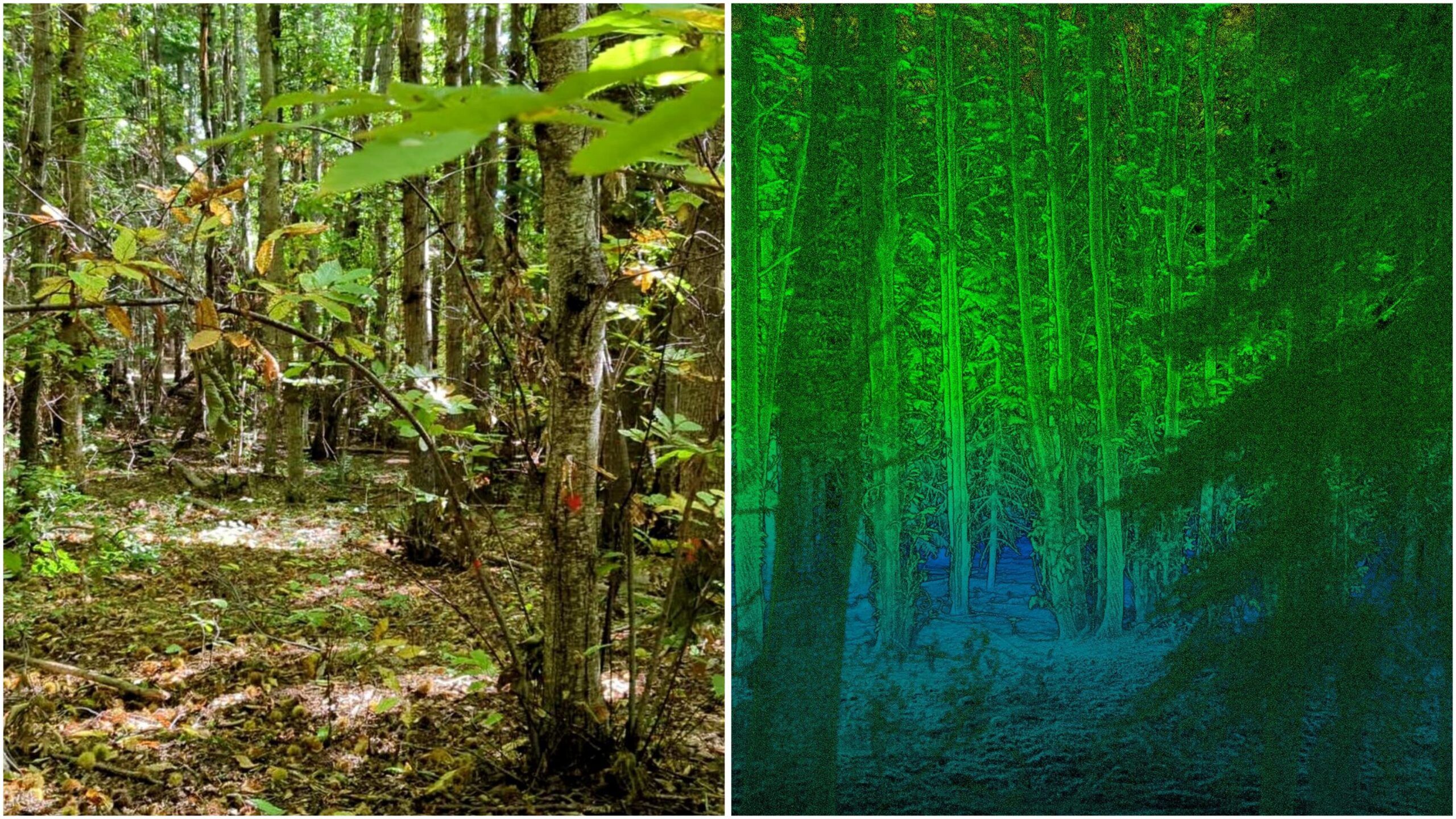 Calabria Verde: droni e software per il monitoraggio forestale