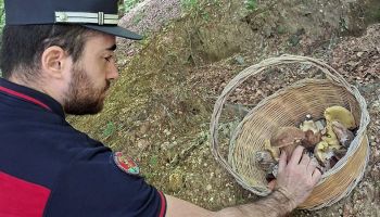 Serre Vibonesi, i carabinieri forestali sanzionano raccoglitori di funghi