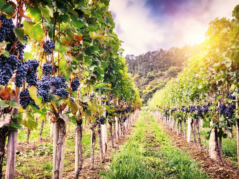 La giunta fissa i criteri per predisporre l'elenco regionale delle vigne