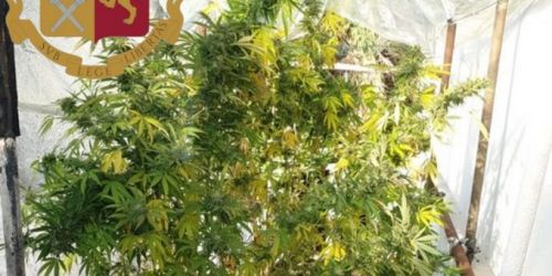 roma-sequestro-marijuana-catanzaro