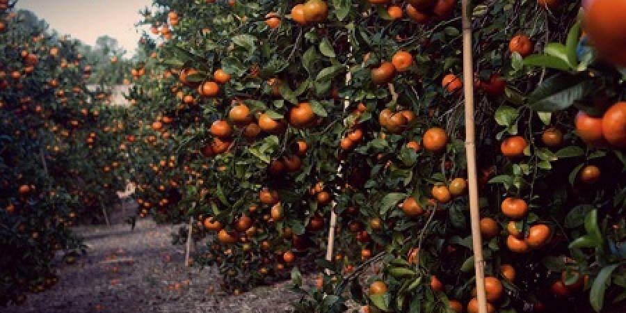 Riciclaggio e truffa nello smercio di agrumi in Spagna, in manette due uomini a Corigliano