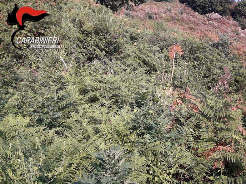 Cinquecento piante di canapa scoperte a Scido