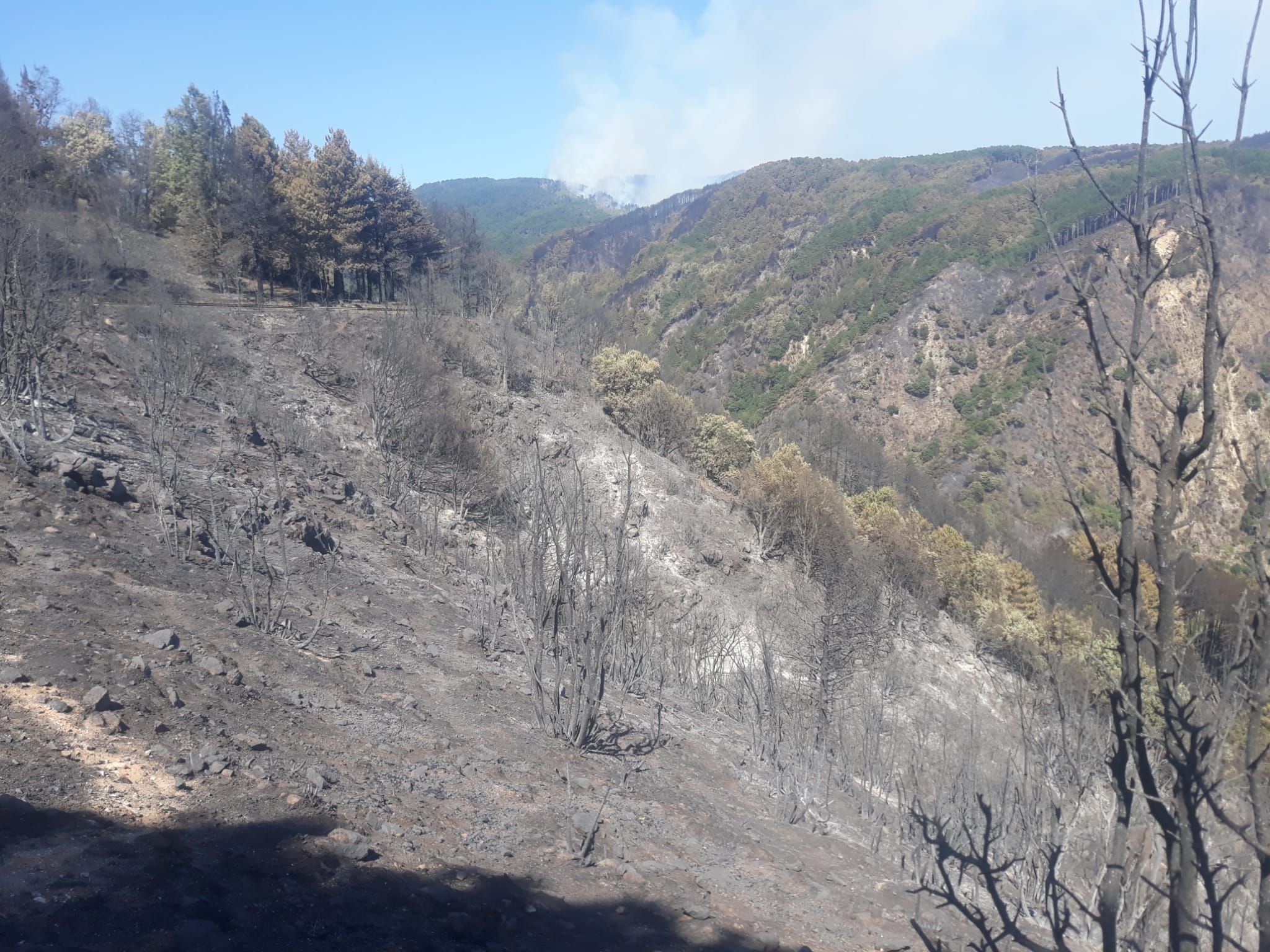 Devastazione dell’Aspromonte del 2021, una marcia per non dimentica i roghi