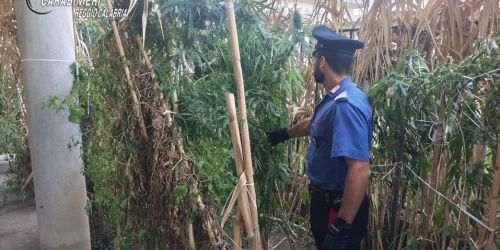 Nascondeva una piantagione di cannabis vicino casa: in manette un uomo ad Africo