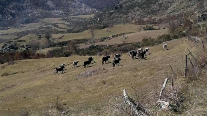 Verbicaro, contro le “vacche sacre” il sindaco dispone l’abbattimento